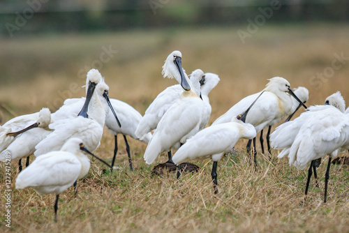 Flock of Black-Faced Spoonbills and Eurasian spoonbills in Natural Habitat, Mai Po Natural Reserve, Hong Kong