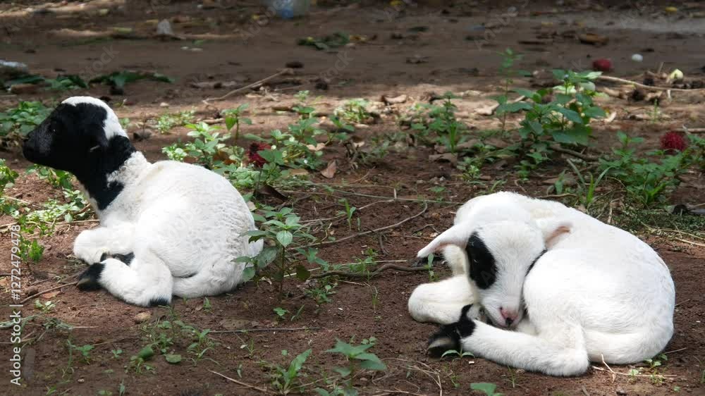 cute white lamb with black pattern on its head cute white lamb with black pattern on its head