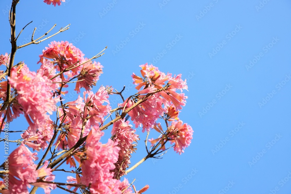 Blooming Pink Flowers Against a Clear Blue Sky Blooming Pink Flowers Against a Clear Blue Sky