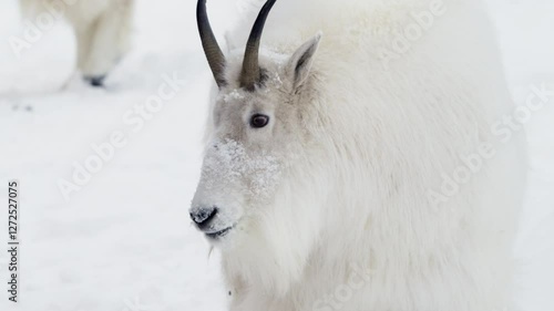 Mountain Goat Of Yukon Wildlife Reserve During Winter In Yukon Canada. Close-up Shot photo