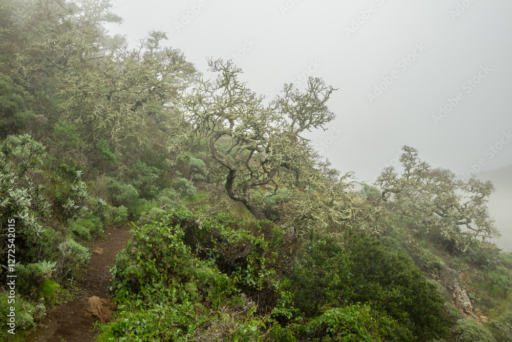 Gnarly Trees Along Narrow Trail in Channel Islands