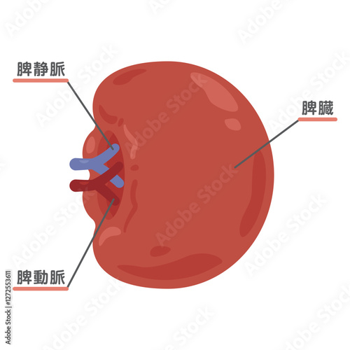 脾臓の構造イラスト1