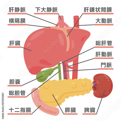 肝臓、胃、胆嚢、脾臓、膵臓、十二指腸の構造イラスト1