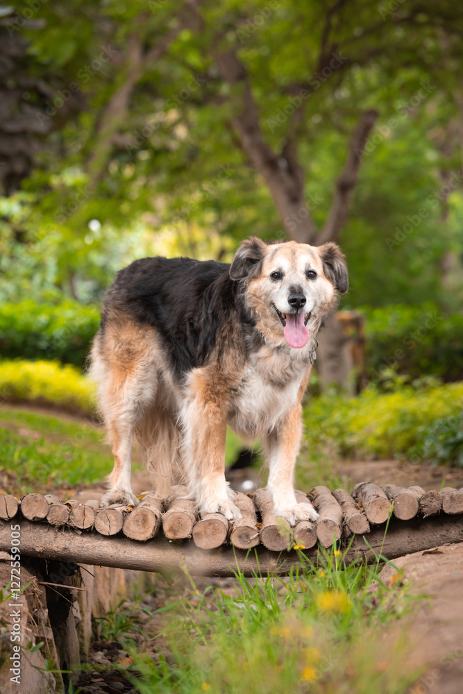 Portrait of a beautiful old mixed breed dog in the garden with green background. Portrait of a beautiful old mixed breed dog in the garden with green background.