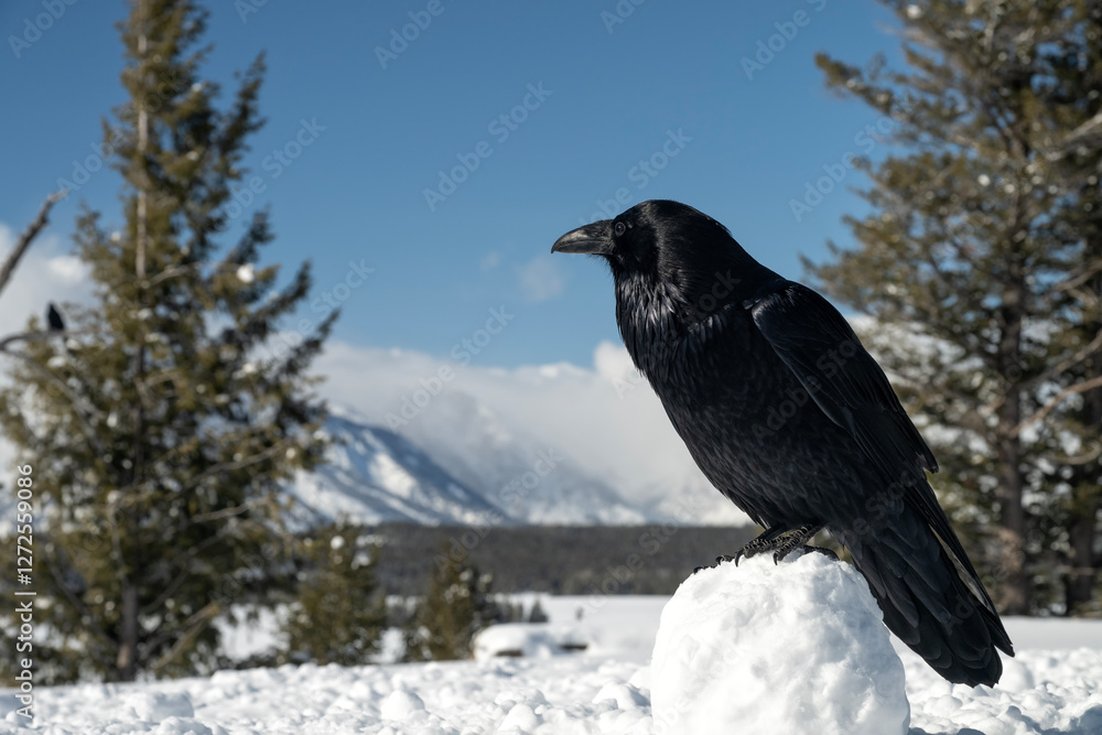 Raven (Corvus corax); Grand Teton NP; Wyoming Raven (Corvus corax); Grand Teton NP; Wyoming