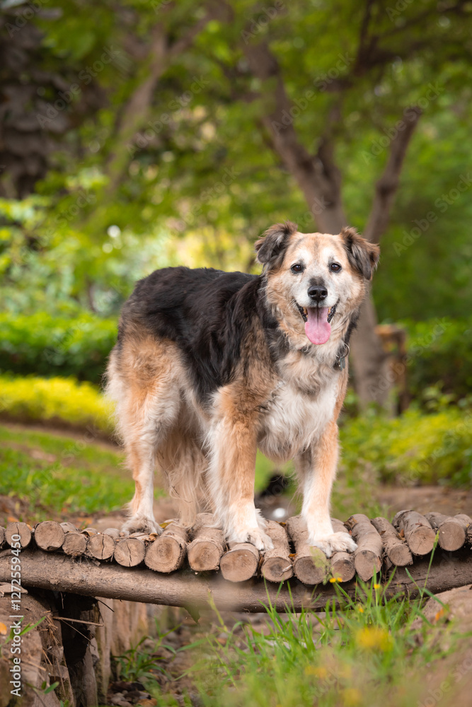 Portrait of a beautiful old mixed breed dog in the garden with green background. Portrait of a beautiful old mixed breed dog in the garden with green background.