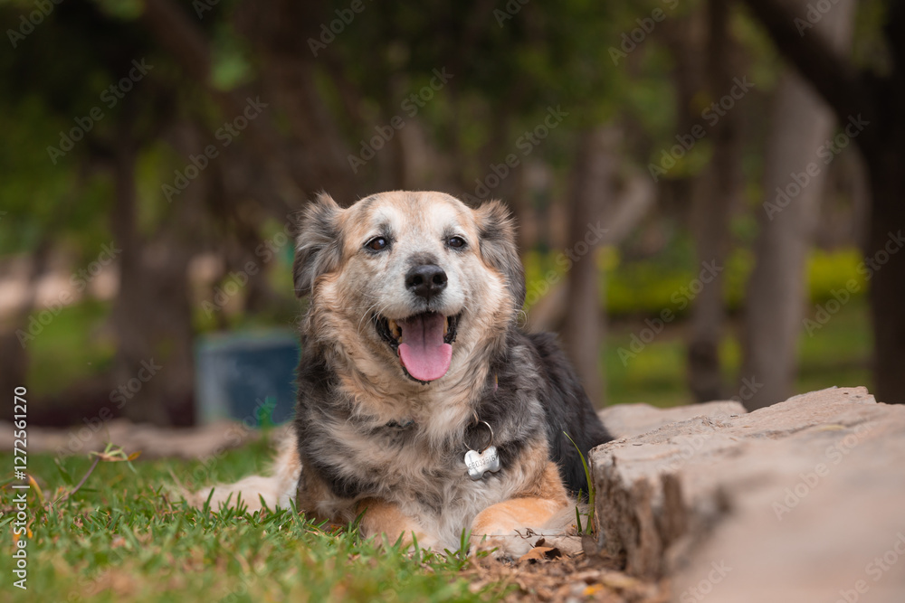 Portrait of a beautiful old mixed breed dog in the garden with green background. Portrait of a beautiful old mixed breed dog in the garden with green background.