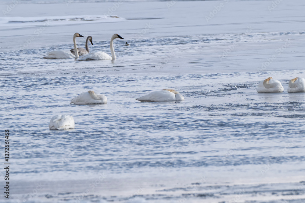 Naklejka premium Trumpeter swans (Cygnus buccinator) in icy sea on Flat Creek; Nat Elk Refuge; Jackson, Wyoming
