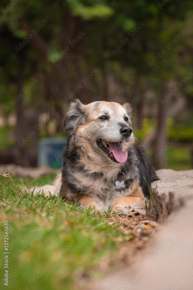 Portrait of a beautiful old mixed breed dog in the garden with green background. Portrait of a beautiful old mixed breed dog in the garden with green background.