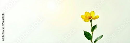 Stem with fully opened yellow flower on green leaf against white background, open stems, green leaves, botanical