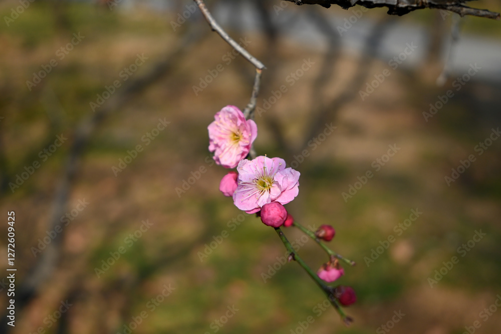 pink plum flowers blossom in sunny spring day in the garden pink plum flowers blossom in sunny spring day in the garden