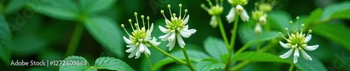 Dark green foliage and white flowers on mature black cohosh, flowering, wildflower photo