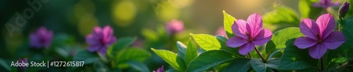 Dark purple flowers on large leaved evergreen glow softly in sunlight, foliage, flora