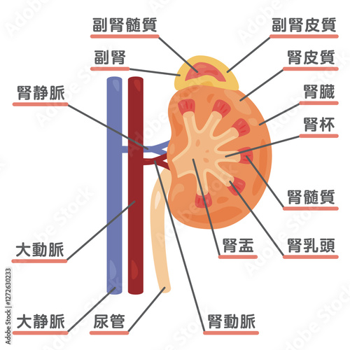 腎臓と副腎の断面構造イラスト