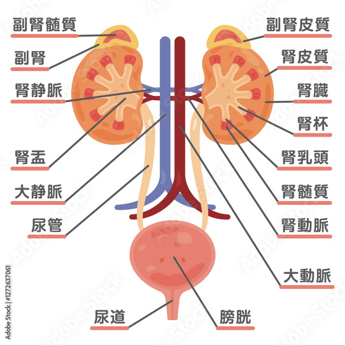 副腎、腎臓、膀胱の断面構造イラスト