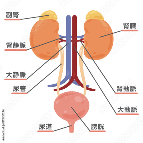 副腎、腎臓、膀胱の構造イラスト