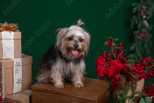 Old mixed breed dog on christmas photoshoot set