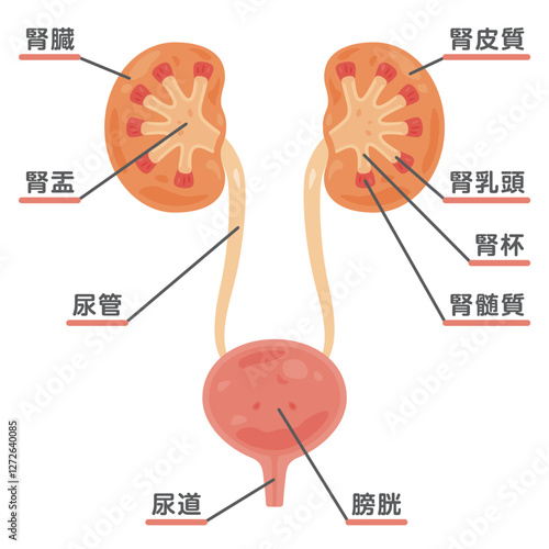 腎臓、膀胱の断面構造イラスト