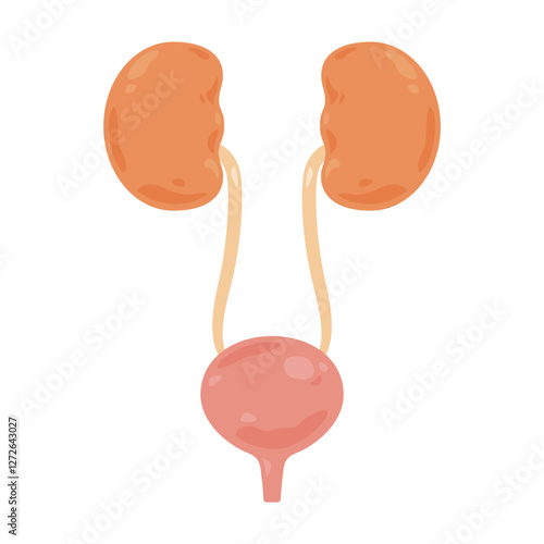 腎臓、膀胱のイラスト