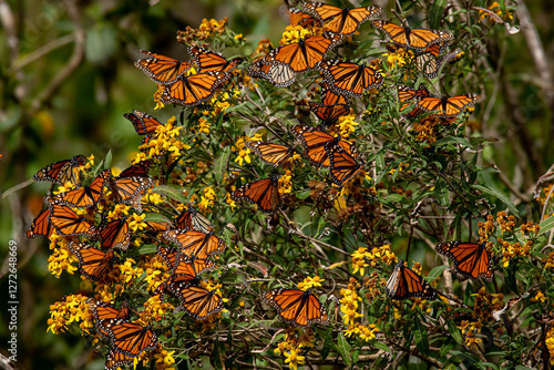 Monarch butterfly (Danaus plexippus) Methuselah in the Monarch Butterfly Biosphere Reserve in Rosario, Michoacan