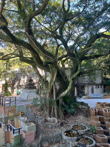 Obraz na płótnie Tree at Po Lin Monastery w salonie