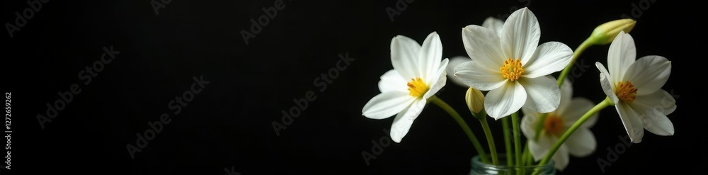 Delicate white flowers blooming in a vase with isolated apricots on black background, petals, spring Delicate white flowers blooming in a vase with isolated apricots on black background, petals, spring