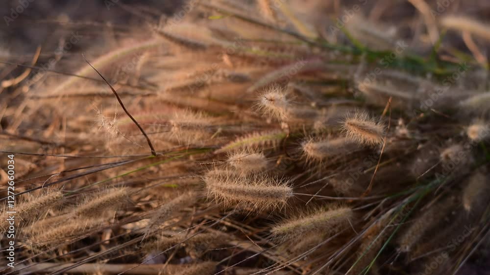 dried grass flowers on the ground, Dried grass flower field sky outdoors, Grass flowers fall on the ground in summer dried grass flowers on the ground, Dried grass flower field sky outdoors, Grass flowers fall on the ground in summer
