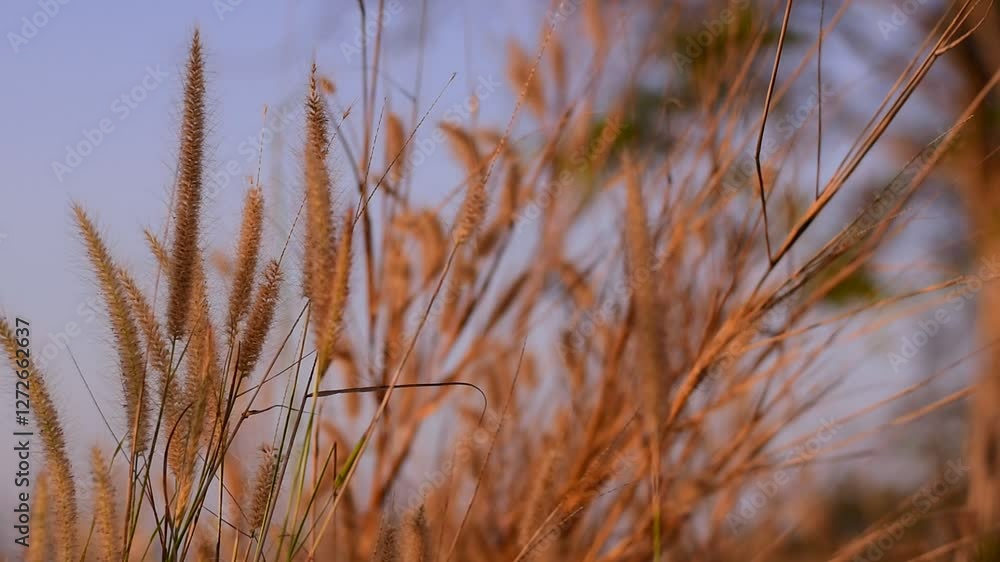 dried grass flowers on the ground, Dried grass flower field sky outdoors, Grass flowers fall on the ground in summer