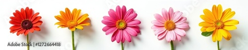 Floral arrangement of three CBD flowers in a row on a white background, strawberry plant, flower arrangement