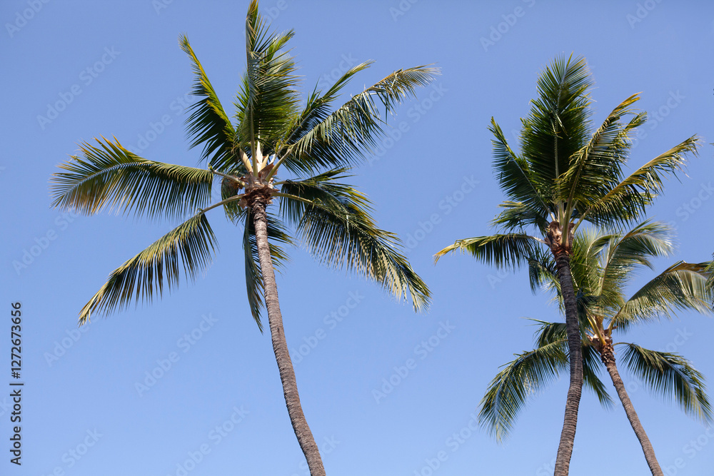 Hawaiian coconut palm trees background, room for copy Hawaiian coconut palm trees background, room for copy