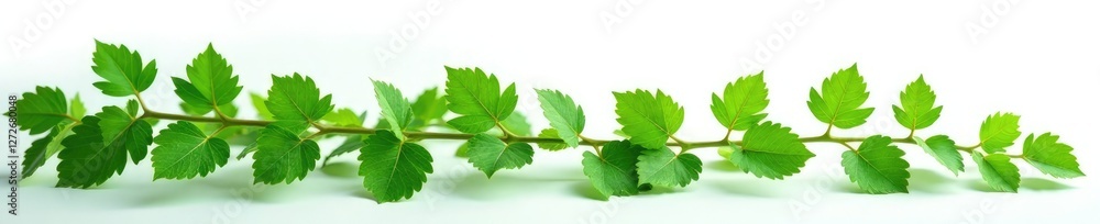 isolated green ivy against a plain white background, isolated, white isolated green ivy against a plain white background, isolated, white