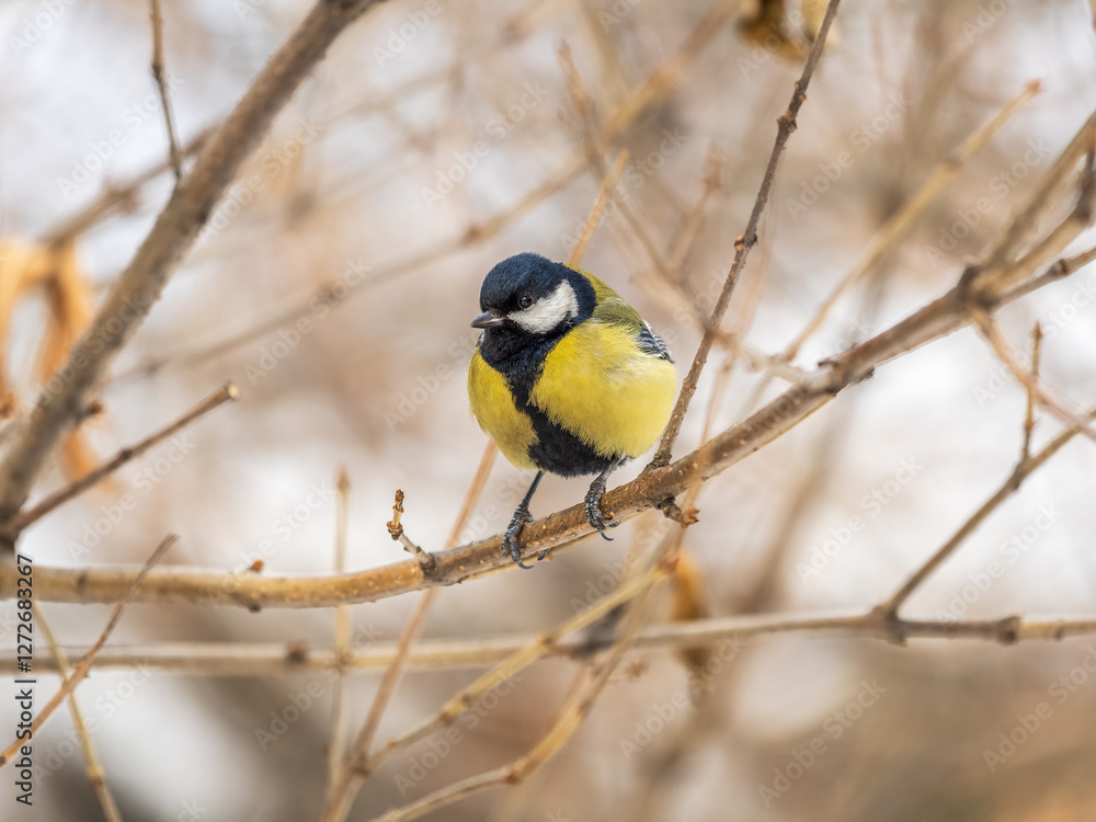 Cute bird Great tit, songbird sitting on a branch without leaves in the autumn or winter. Cute bird Great tit, songbird sitting on a branch without leaves in the autumn or winter.