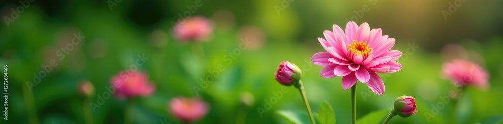 Fototapeta premium Pink chrysanthemum bloom in lush green garden, botanicals, flowers, horticulture