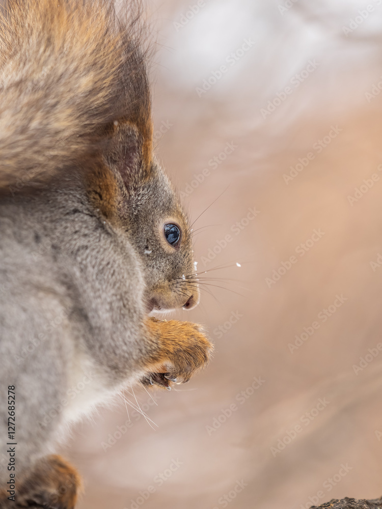 Obraz premium The squirrel with nut sits on tree in the winter or late autumn