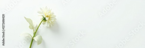 Pristine white background showcases a single stem of white dahlia with lacy leaves, leafy, simple, foliage