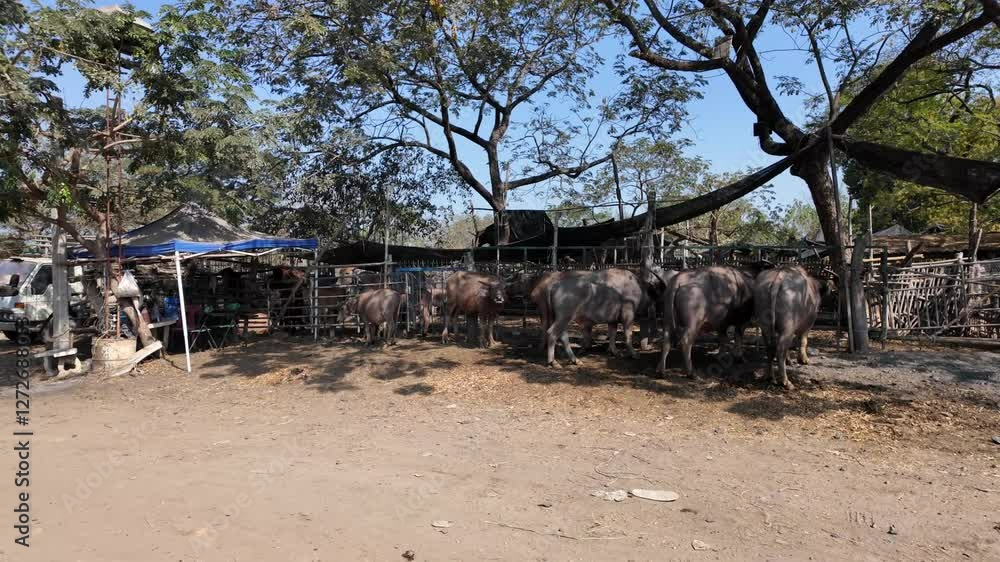 A sturdy water buffalo stands tethered at a bustling local market, its dark hide glistening under the sun. A sturdy water buffalo stands tethered at a bustling local market, its dark hide glistening under the sun.