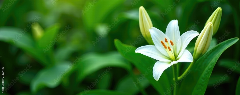 Pure white lily flowers isolated against dense green foliage, bloom, peaceful Pure white lily flowers isolated against dense green foliage, bloom, peaceful
