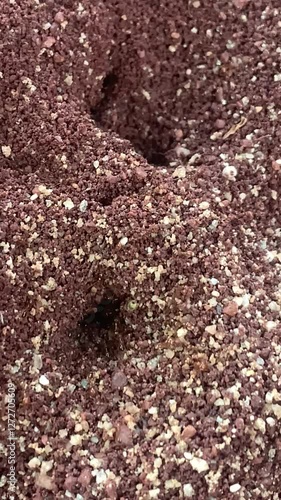 Ants make nests on the ground.