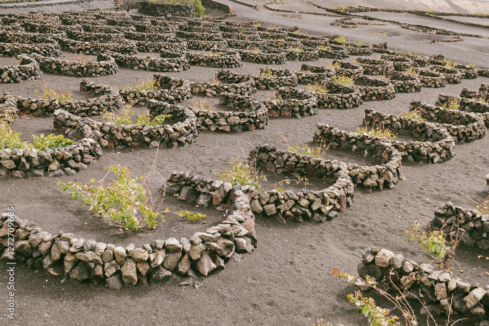 Volcanic landscape, La Geria, Lanzarote Island, Canary Islands, Spain, Europe. Wine growing area in the volcanic landscape with views of some volcanoes