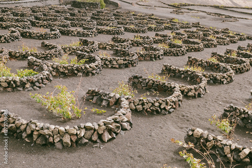 Obraz na płótnie Volcanic landscape, La Geria, Lanzarote Island, Canary Islands, Spain, Europe. Wine growing area in the volcanic landscape with views of some volcanoes w salonie