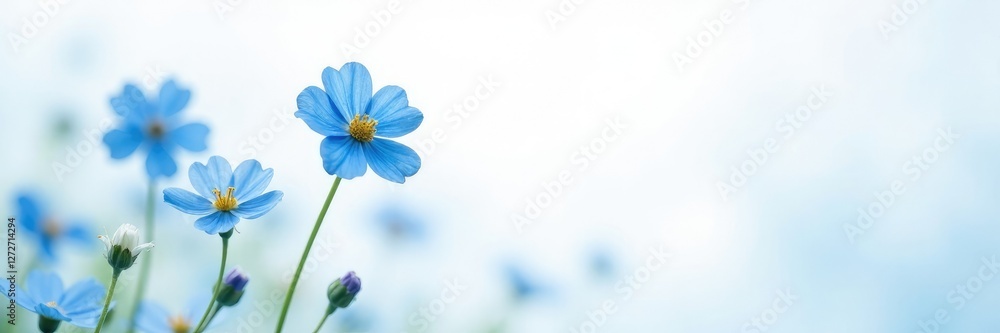 Obraz premium Softly scattered blue forget me nots against a white backdrop, blue, soft focus, forget me nots