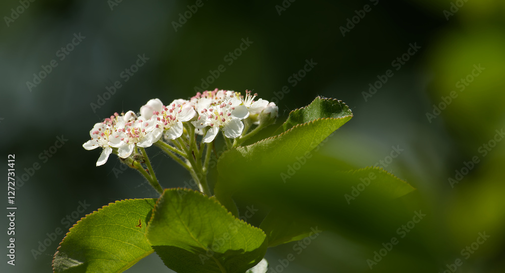 Flowering of aronia with green leaves in closeup Flowering of aronia with green leaves in closeup