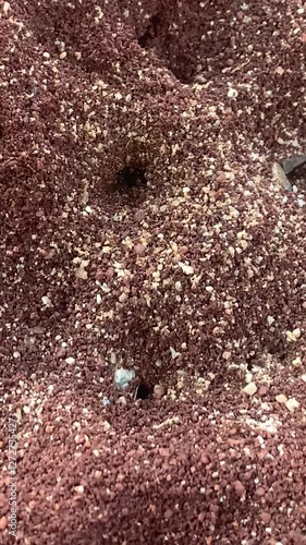 Ants make nests on the ground.