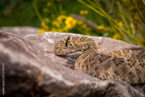 Western Diamondback Rattlesnake Coiled on a Rock with Tongue Flicking in a Desert Wildflower Setting