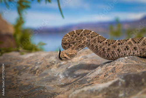 Western Diamondback Rattlesnake Coiled on a Rock with Tongue Flicking  photo