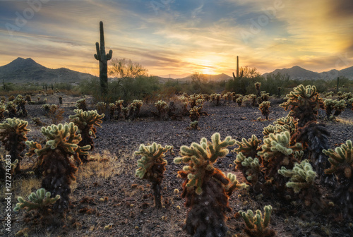 Golden Sunset Over a Cholla Cactus Field in the Arizona Desert with Saguaro Silhouettes and Mountain Views