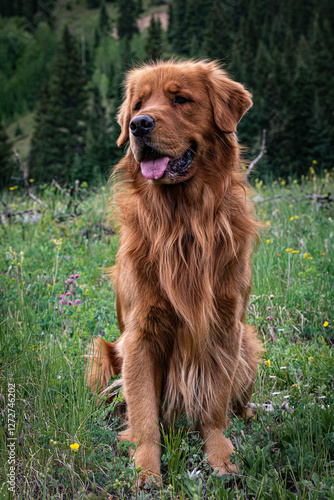 Golden Retriever Sitting in a Mountain Meadow Surrounded by Wildflowers and Lush Greenery
