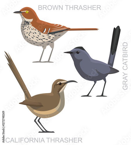 Bird Catbird Thrasher Set Cartoon Vector