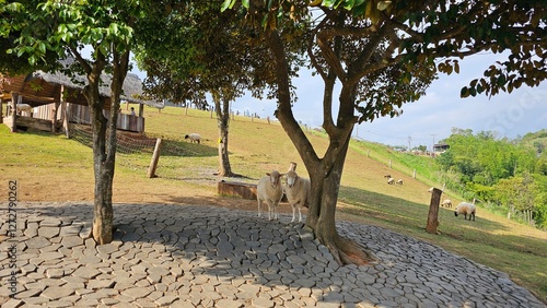 sheep in akha farmvile, doi chang photo