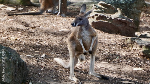 Australian kangaroo at the Sydney Zooe photo